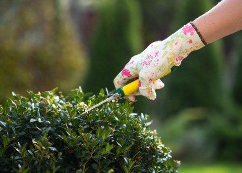 A close-up view of a gardener's hand wearing a floral-patterned gardening glove, holding pruning shears and trimming a dense, dark green hedge in a well-maintained outdoor garden. The hedge is situated in the foreground, with a tidy, grassy lawn beneath it. In the background, there are blurred trees and shrubs, indicating a lush, mature landscape with natural, earthy tones. The scene captures a clear, bright day with natural lighting, highlighting the healthy foliage and the recent pruning activity, typical of professional garden maintenance that Landscapers Whitechapel provides in the local area. The image focuses on the detailed craftsmanship of hedge trimming as part of outdoor gardening services offered in Whitechapel or surrounding areas, demonstrating attention to detail in landscaped garden design and maintenance.