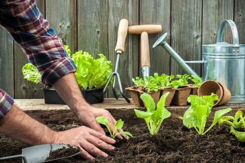 A close-up view of a gardener's hands planting young green lettuce and other leafy vegetables into dark, rich soil in a backyard garden. The garden bed is bordered by a weathered wooden fence, with gardening tools such as a small trowel, a watering can, and seed trays placed nearby, indicating active outdoor maintenance. In the background, a black plastic container of vibrant lettuce plants and additional garden beds with seedlings are visible, suggesting ongoing planting and cultivation. The scene captures a clear outdoor environment under natural daylight, with fresh, healthy plants ready for growing season, emphasizing gardening activities typical of a residential garden in Whitechapel, London, supporting local landscaping and gardening services offered by Landscapers Whitechapel.