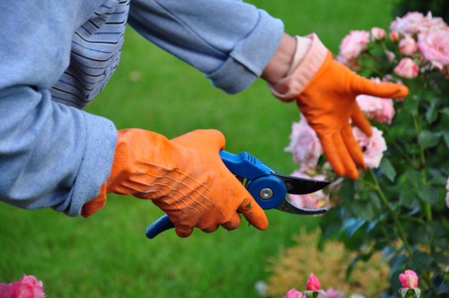 Expert gardener performing hedge trimming
