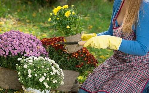 A woman wearing yellow gardening gloves and a checked apron is tending to potted plants in a garden. In the foreground, there are three pots with flowering plants: one with bright yellow flowers, a second with dense clusters of purple blooms, and a third with small white flowers. The garden area features a lush green lawn and a background of more greenery, indicating a well-maintained outdoor space typical of a residential garden in Whitechapel. The scene is well-lit by natural daylight, suggesting a clear weather day, and showcases a neat arrangement of plants on a paved or stone surface. This image highlights outdoor gardening and maintenance activities that local landscapers like Landscapers Whitechapel offer as part of their lawn and garden care services.