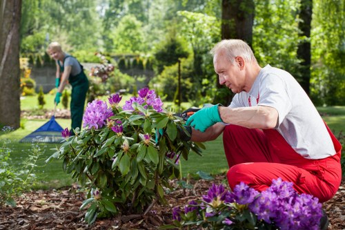 A man with short grey hair dressed in a white shirt and red trousers is kneeling on the soil, carefully tending to a flowering shrub in a well-maintained garden. The shrub has vibrant purple flowers and lush green foliage. In the background, another gardener wearing a green apron and gloves is cleaning a garden tool or working on a different area, with a backdrop of tall trees, trimmed bushes, and a neatly edged lawn. The garden features a mix of flower beds, grass, and paving, with natural light illuminating the scene, suggesting a bright, clear day. This outdoor space is indicative of a landscaped yard typical of residential gardens in Whitechapel, with a focus on flower and plant care, suitable for gardening and landscaping services provided by Landscapers Whitechapel.