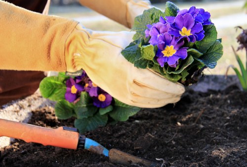 A gardener wearing beige gloves is planting purple and yellow flowering plants into dark, rich soil in a landscaped outdoor garden area. The garden features a well-maintained lawn with dense, green grass in the foreground, edged by a small flower bed border. In the background, there are shrubs and trees, indicating a mature garden environment. The scene is lit by natural daylight, suggesting a clear weather day, and the garden is part of a residential or commercial outdoor space in Whitechapel, relevant to local garden and landscaping services provided by Landscapers Whitechapel. The focus is on the ongoing planting activity, with a small gardening trowel visible beside the plants, emphasizing professional garden maintenance and planting services in the area.