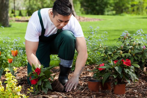 A man kneeling in a well-maintained garden during daytime, tending to potted poinsettia plants with vibrant red and green foliage, surrounded by flower beds, shrubs, and a neatly mown lawn. The garden features a diverse arrangement of flowering plants and leafy shrubs, with the background showing a lush, green lawn and trees, indicating an outdoor space maintained for aesthetic appeal. The man is wearing gardening gloves and casual outdoor clothing, focusing on carefully planting or tending to the poinsettias, which are positioned in brown pots on a layer of natural bark mulch. The scene is illuminated by natural daylight, suggesting mild weather conditions typical of a temperate climate, possibly in a residential area of Whitechapel or nearby London. This setting reflects comprehensive gardening practices, including planting and landscape maintenance, aligning with the services offered by Landscapers Whitechapel for local gardens or outdoor spaces in the area.