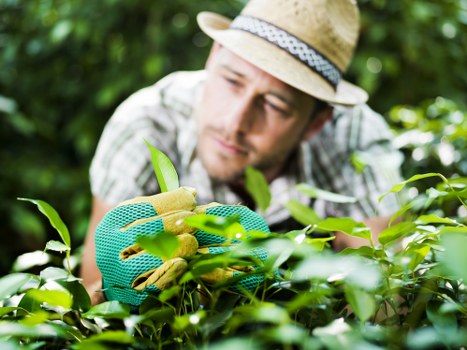 Sustainable landscaping solutions in Whitechapel