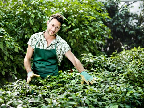 A male gardener wearing a green apron and gloves is tending to a lush, dense shrubbery in a vibrant outdoor garden setting. The garden features a variety of green foliage, including neatly trimmed hedges and bushes, with visible layers of plants creating a textured landscape. In the background, taller trees and shrubs provide natural shade, while sunlight filters through the leaves, illuminating the scene. The ground appears to be covered with soil and mulch, with some gravel or paving visible near the edge of the garden bed. The overall environment suggests a well-maintained, landscaped outdoor space in a residential or community area within Whitechapel, showcasing typical elements of professional gardening services. This natural and tidy appearance highlights the ongoing care provided by landscapers like Landscapers Whitechapel, and emphasizes a focus on healthy, vibrant greenery suitable for enhancing outdoor environments.