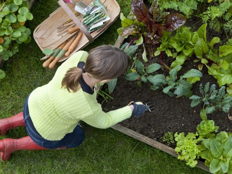 A woman with brown hair tied back, wearing a light green sweater, dark blue jeans, red waterproof boots, and black gardening gloves, is kneeling on a well-maintained grassy lawn while working on a vegetable garden bed. She is leaning forward and tending to the dark, rich soil within a wooden-bordered raised bed containing various leafy greens and plants. Nearby, there is a wooden tray or box holding several garden tools, including small spades and hand rakes, indicating active gardening work. The garden is situated outdoors, featuring different types of lush green plants, some with reddish-purple leaves, and the scene is illuminated by natural daylight under clear weather. The overall setting suggests a peaceful and productive backyard garden, typical of residential outdoor spaces in Whitechapel, suited for gardening and landscaping services.