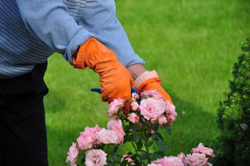 The image shows a person wearing a grey sweater with orange gardening gloves tending to a flowering rose bush in a well-maintained outdoor garden. The rose bush is abundant with clusters of light pink blooms, contrasting against the lush, green foliage. The garden features a neat grassy lawn with a dense hedge boundary or shrubbery in the background, indicating a landscaped residential space, possibly in Whitechapel. The weather appears clear, with natural daylight highlighting the vibrant colors of the plants and the healthy condition of the garden. The setting suggests an organized and cared-for outdoor area suitable for gardening services such as flower bed creation or general landscaping maintenance by professionals like Landscapers Whitechapel, supporting local gardening and outdoor enhancement needs.