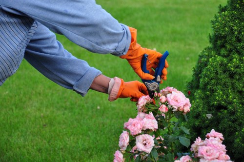 The image shows a gardener pruning pink flowering shrubs in a neatly maintained outdoor garden, with lush green grass covering the lawn area. The gardener is wearing orange gloves and a long-sleeved blue shirt, using a small hand pruner to trim the plant. In the background, there are well-shaped evergreen shrubs or hedges, providing structure and privacy to the garden space. The garden features a combination of flower beds and grassy areas, with natural soil visible in some sections. The scene appears to be set on a clear day with bright natural lighting, suitable for outdoor gardening tasks. This setting demonstrates professional garden maintenance practices typical of service providers like Landscapers Whitechapel, highlighting skills in pruning, shaping, and caring for garden plants within a structured outdoor environment, possibly in the Whitechapel area near E1 postcode. The overall composition presents a lush, healthy garden environment emphasizing sustainability and eco-friendly gardening efforts.