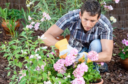A man dressed in a plaid shirt tending to a garden in Whitechapel, surrounded by pink flowering plants and green foliage, with soil and potted plants visible in the background, demonstrating careful gardening maintenance in an outdoor landscaped space. The scene shows natural sunlight illuminating the garden, highlighting the vibrant colour of the flowers and lush greenery, reflecting professional gardening services offered in the local area by Landscapers Whitechapel.