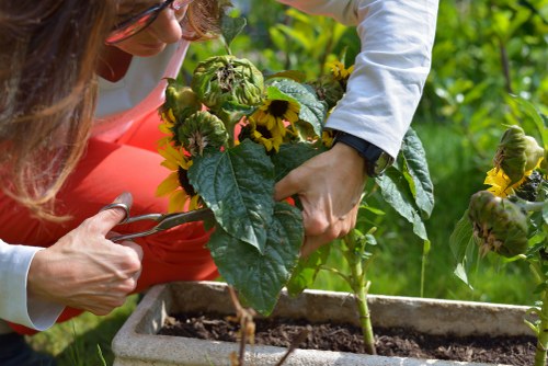 A close-up view of a person tending to a garden in a landscaped outdoor space, with a focus on their hands gently holding a healthy green plant among flowering sunflowers and leafy shrubs. The garden features a mix of lush grass, well-maintained flower beds, and paved pathways, suggesting careful landscaping and outdoor maintenance typical of a residential front or back garden in Whitechapel. The environment appears bright and sunny, with natural light highlighting the vibrant greens and yellows of the plants, conveying an inviting and cared-for outdoor area. The scene emphasizes gardening activities that could involve pruning, planting, or general plant care, aligning with services provided by landscapers like Landscapers Whitechapel, who specialise in garden design, lawn care, and outdoor landscaping solutions in the local area.
